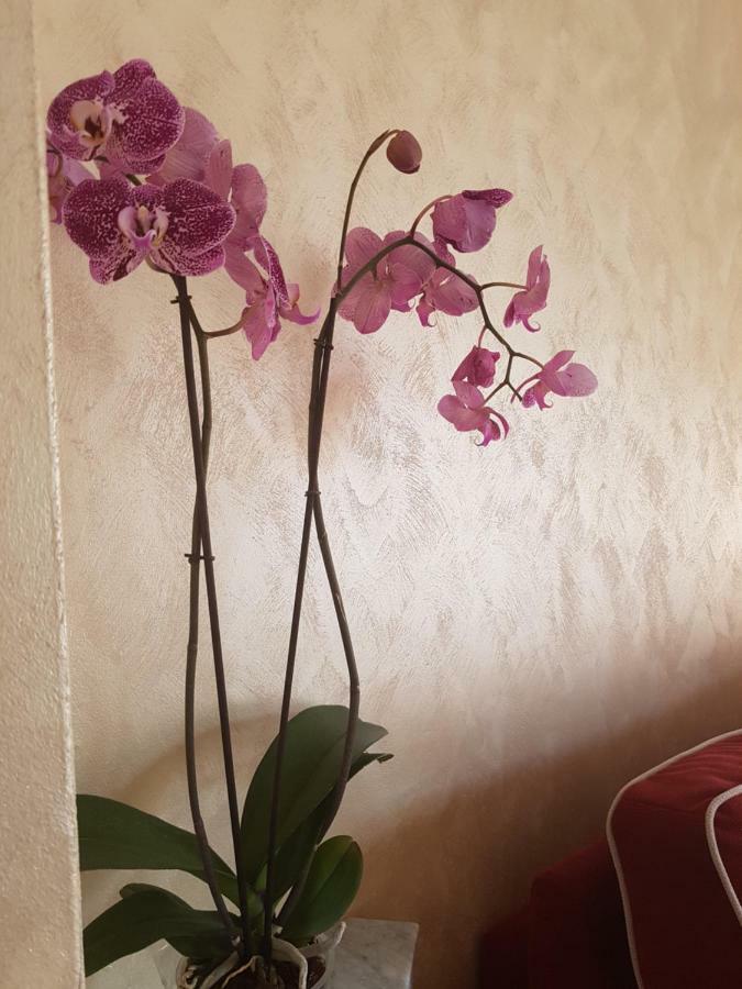 Casa Vacanza Nonna Dora Matera Eksteriør bilde